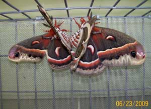 Moth Mating Pair
