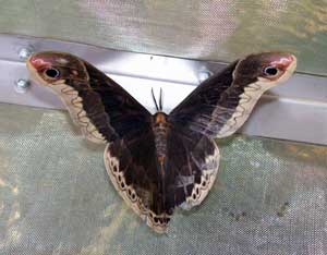 Promethius Moth Male