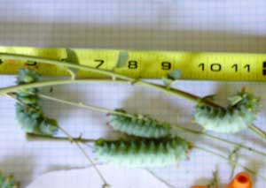 cecropia larvae
